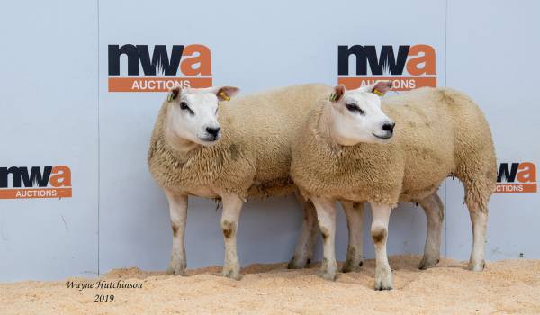 Texel gimmer lambs – £580