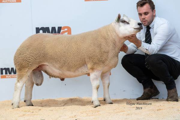 Texel Tup – 3000gns