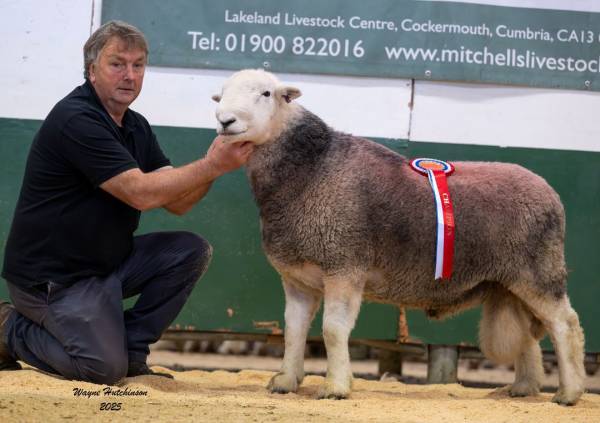 Champion Herdwick Ram - WS&C Jackson, Croft House