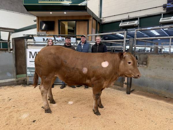Reserve Champion - T Trafford & Son, Peter House Farm