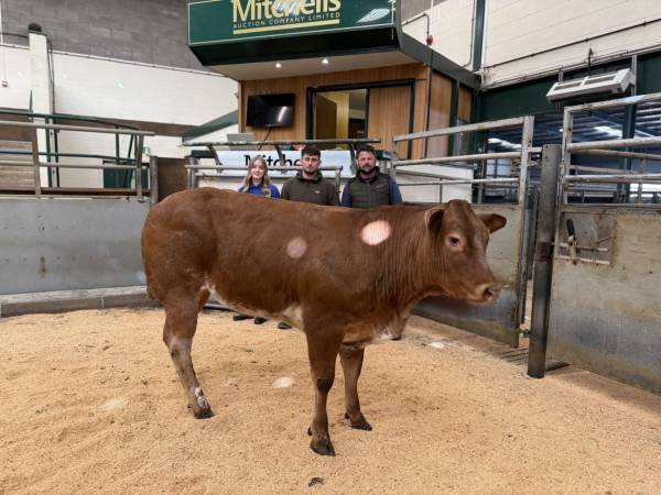 Champion - N Cooper & Sons, Troughton Hall Farm