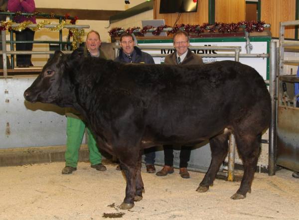 Champion Cattle - JJ Crichton, Loughrigg 