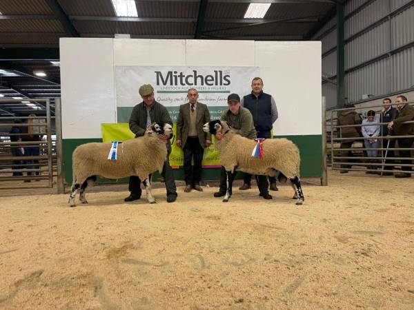 Champion & Reserve Champion Swaledale Rams - JA Ritson, Baggra Yeat