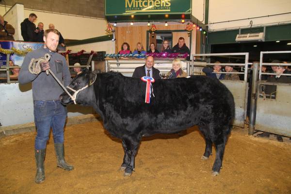 Champion- RE Miller, West Farm – 1st prize British Blue Haltered Heifer