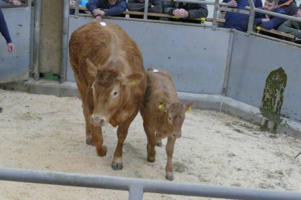 Top price heifer and calf