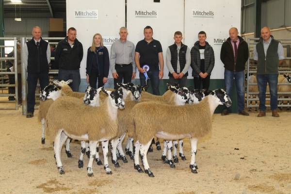 Reserve Champion Pen of Lambs from Messrs Folder, Wescoe