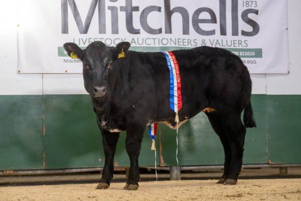 Champion Animal 