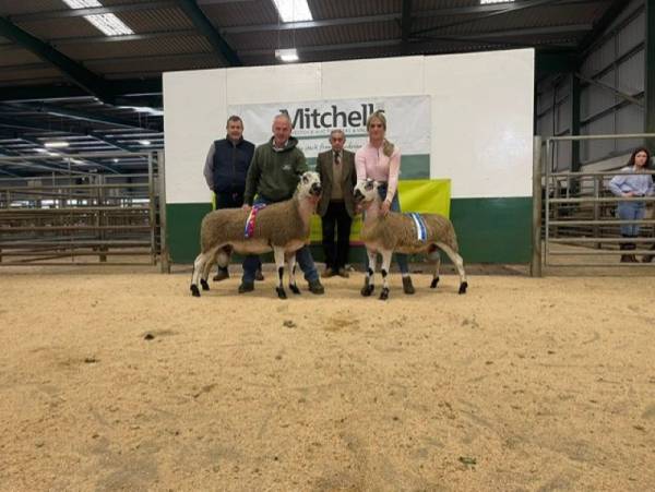 Champion & Reserve Champion BFL Rams - W&PA Walton&Son, Low Kinmont