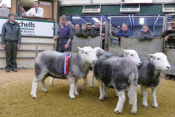 Champion pen from WS Jackson, Nook Farm