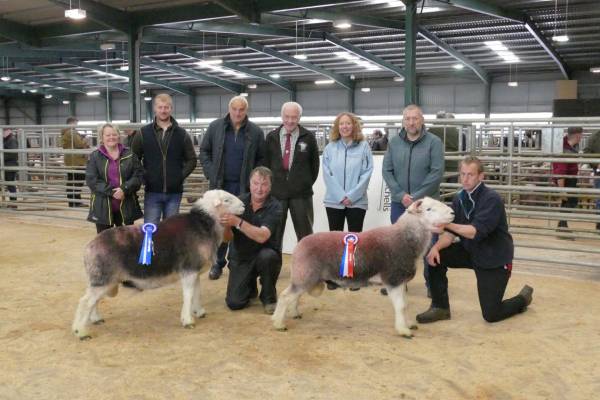 (L to R: Carole Jackson(Vendor), Jono Hoggarth(Judge), Sam Hodgson(Judge), Ian Grisedale(Referee), Tracey Kennett & Phillip Allison (Robinson&Co Accountants),  Holding the Sheep Stanley Jackson and Edward Liddle.