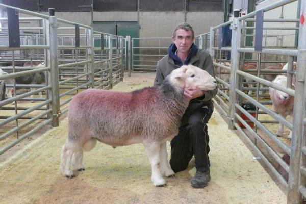 Top price of the day 10,000gns from AE&LK Harrison, Taw House